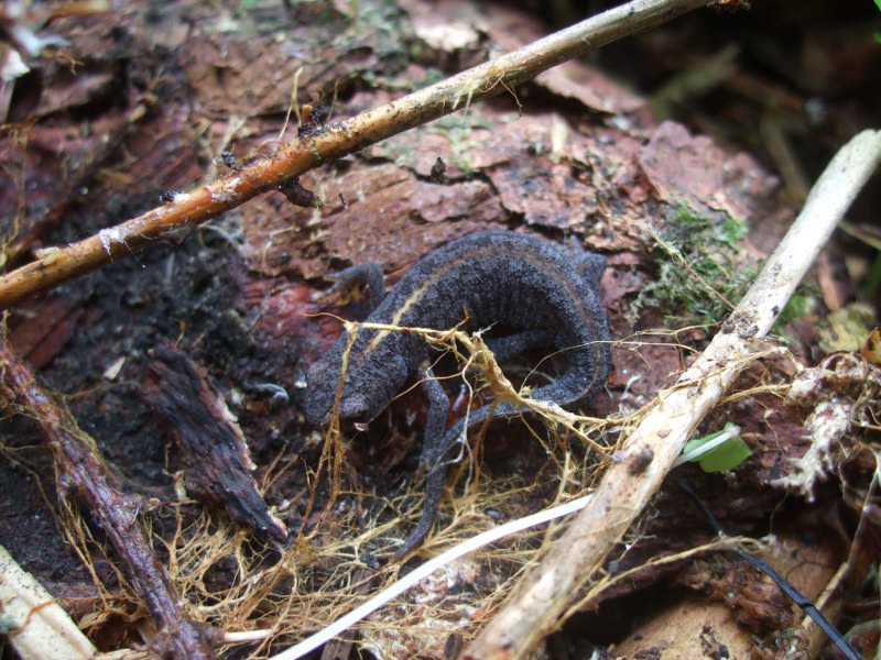 Salamandra atra aurorae e erpetofauna