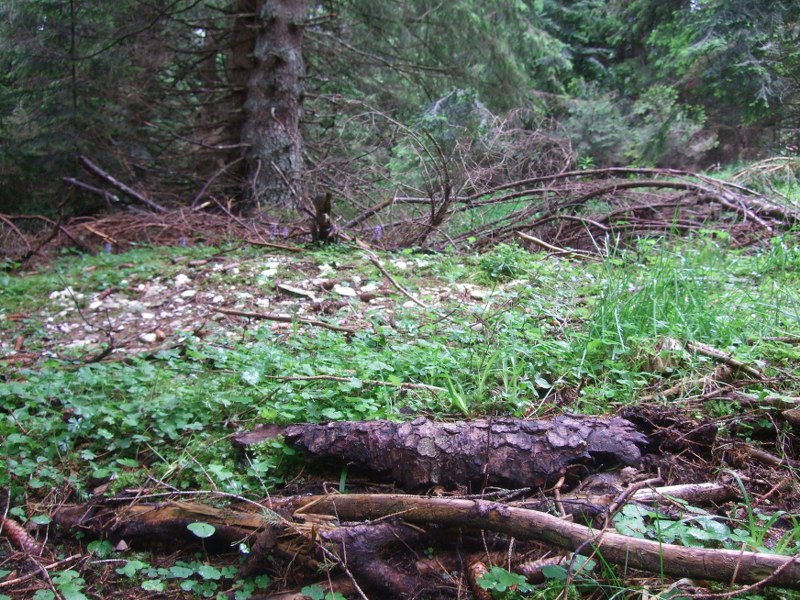 Salamandra atra aurorae e erpetofauna