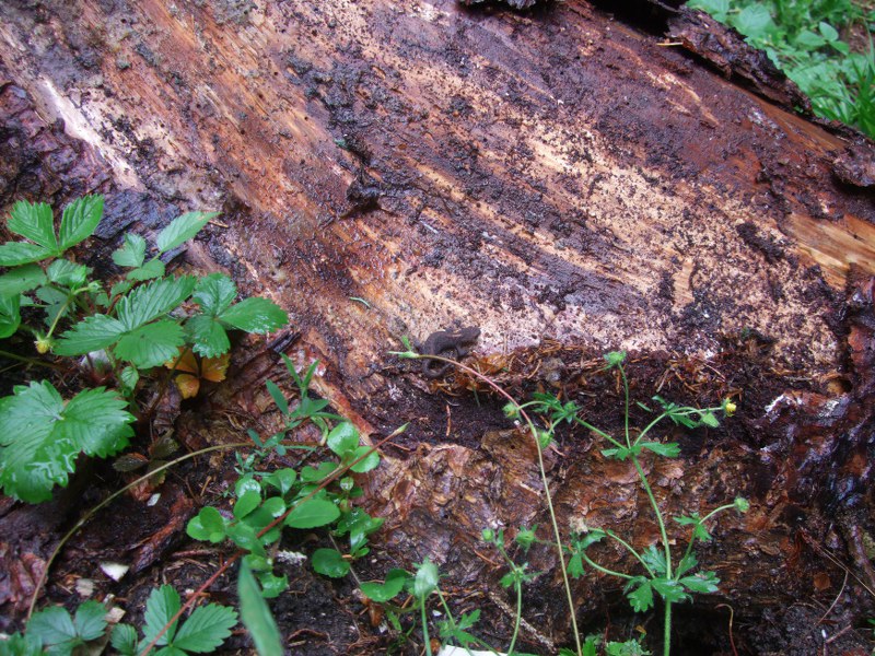 Salamandra atra aurorae e erpetofauna