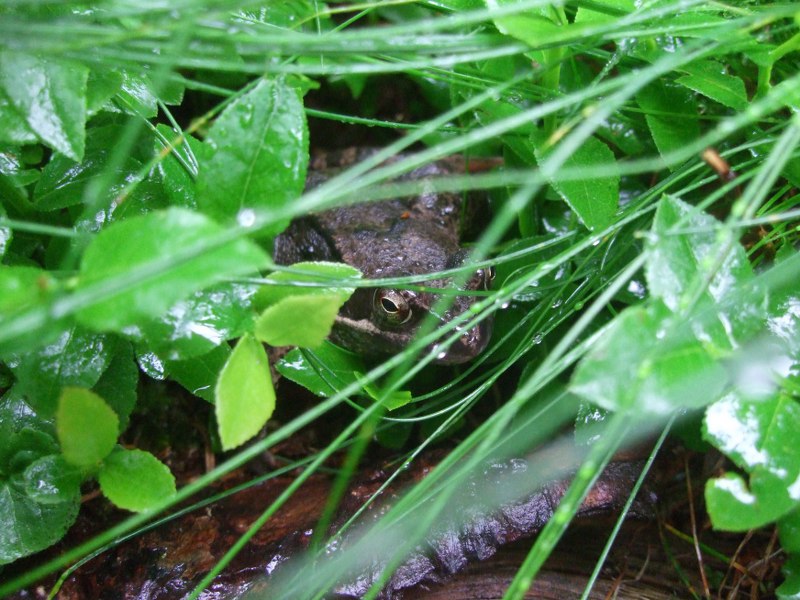 Salamandra atra aurorae e erpetofauna