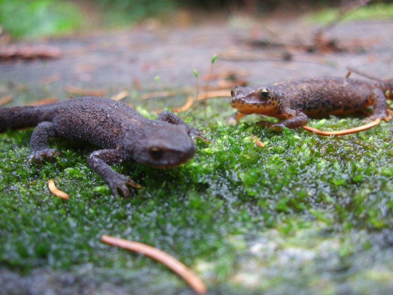 Salamandra atra aurorae e erpetofauna