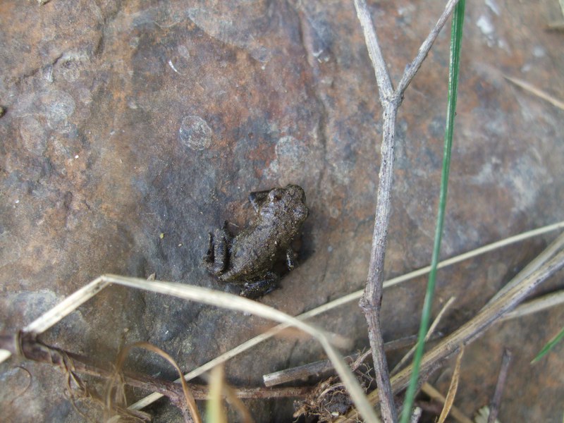 Salamandra atra aurorae e erpetofauna