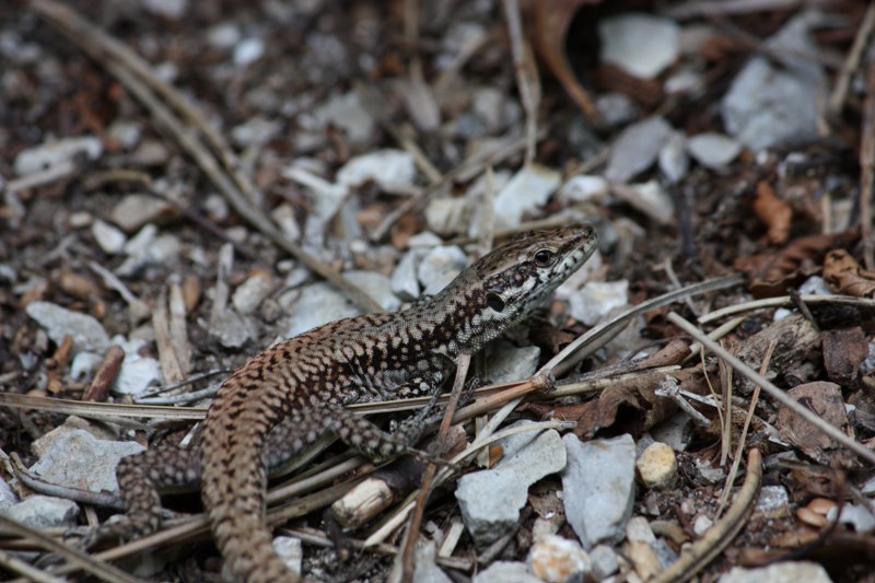 qualche sauro ma zero serpenti al lago di Loppio(trentinoSud
