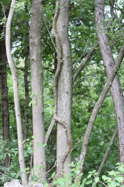 qualche sauro ma zero serpenti al lago di Loppio(trentinoSud