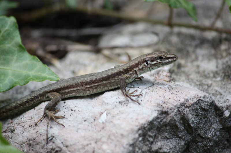 qualche sauro ma zero serpenti al lago di Loppio(trentinoSud