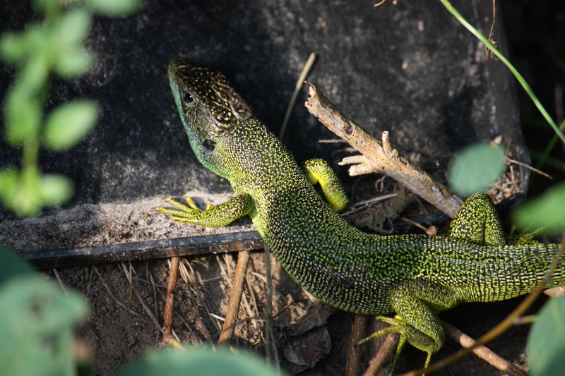 qualche sauro ma zero serpenti al lago di Loppio(trentinoSud