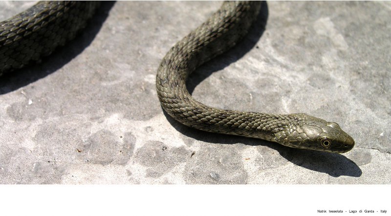 Natrix tesselata juv. Lago di Garda
