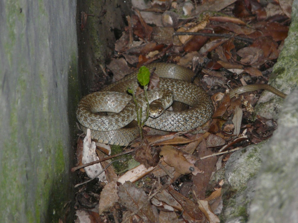di solito non ho dubbi..ma questo serpentello?