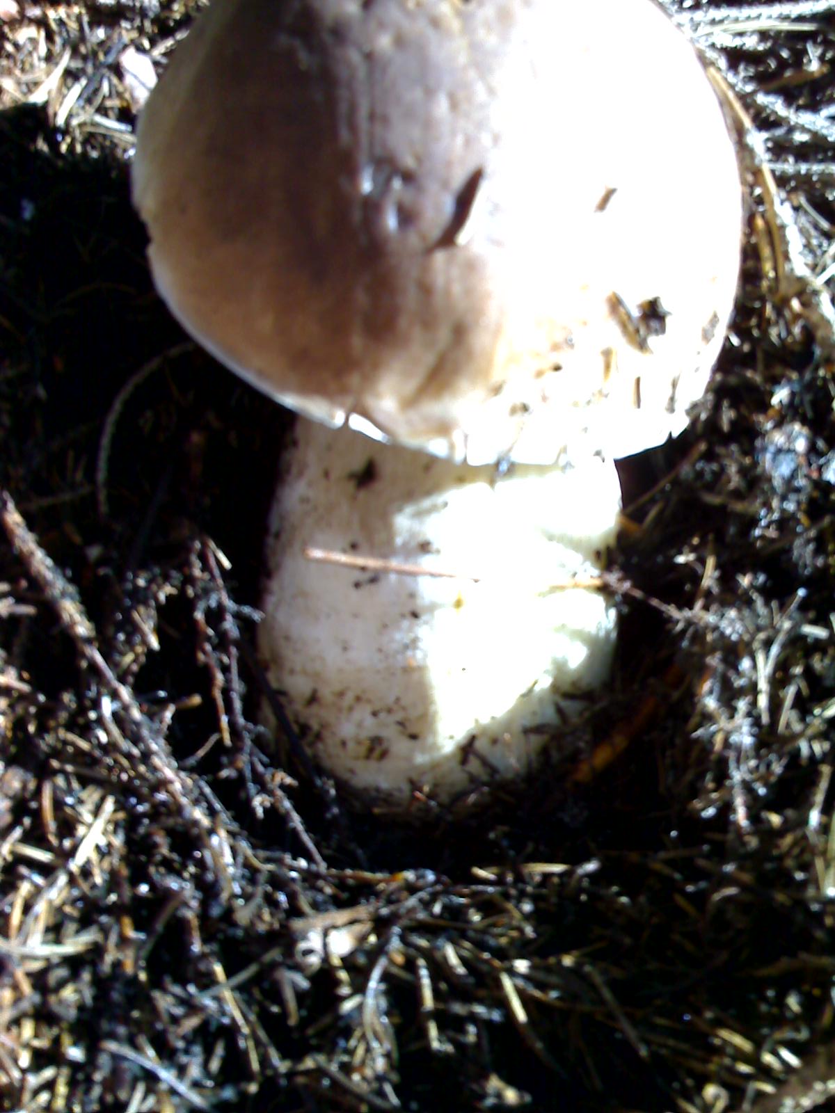 raccolta del 4-10-08