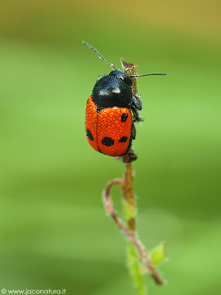 Coleottero rosso da identificare:Cryptocephalus trimaculatus