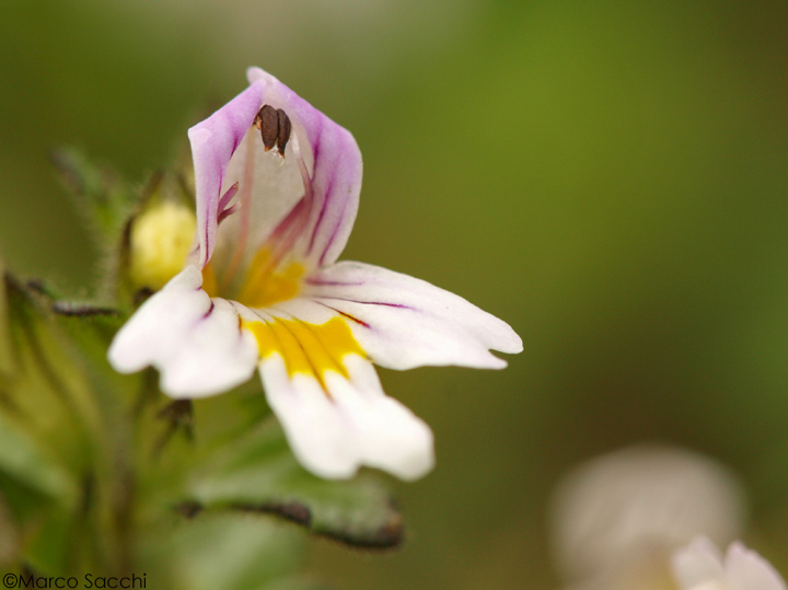 Presentazione e determinazione pianta (BZ) - Euphrasia sp