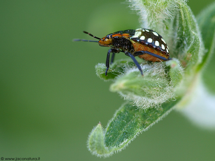 Nezara viridula della bassa bolognese