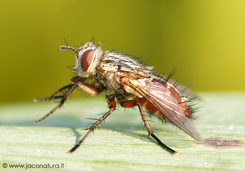 Linnaemya cfr. vulpina (Tachinidae)