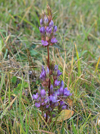 Gentiana ramosa?