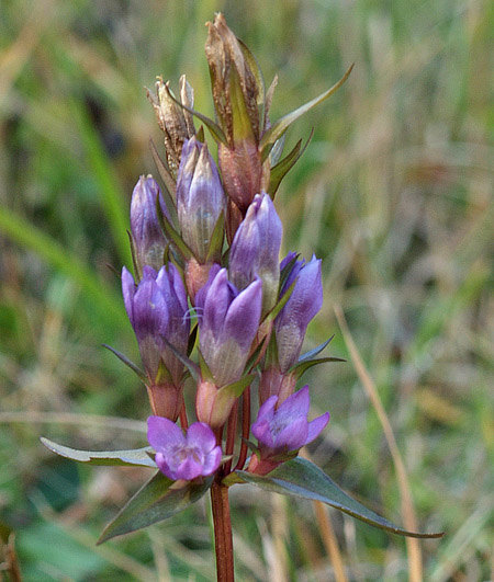 Gentiana ramosa?