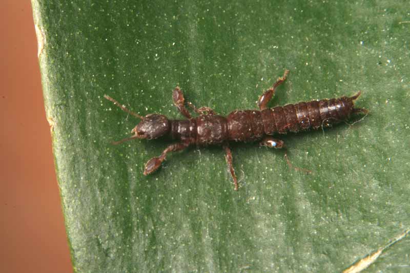 Embiottero