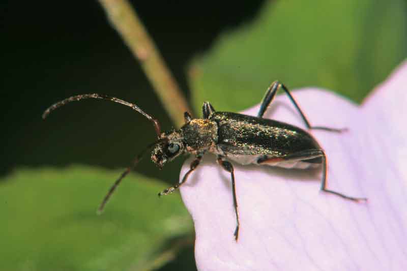 Grammoptera ruficornis de Roma