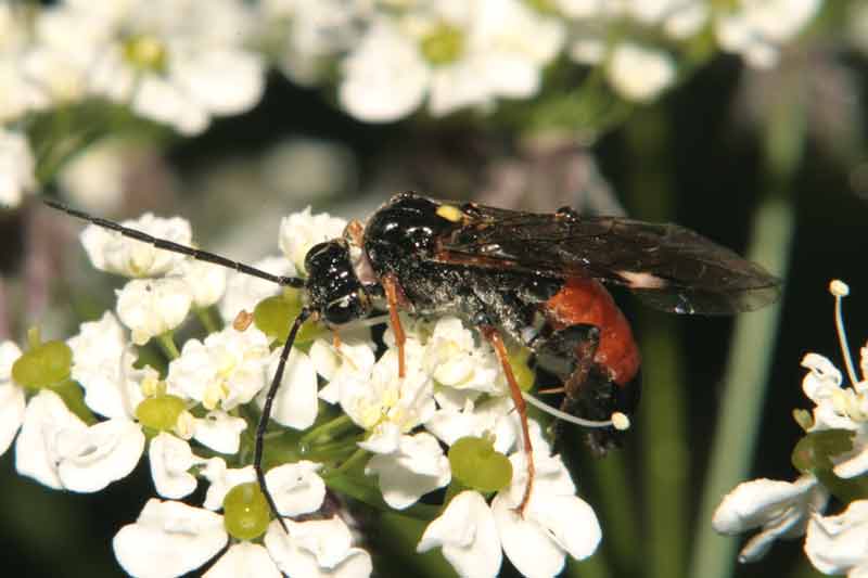 Tenthredinidae parco nazionale d''Abruzzo