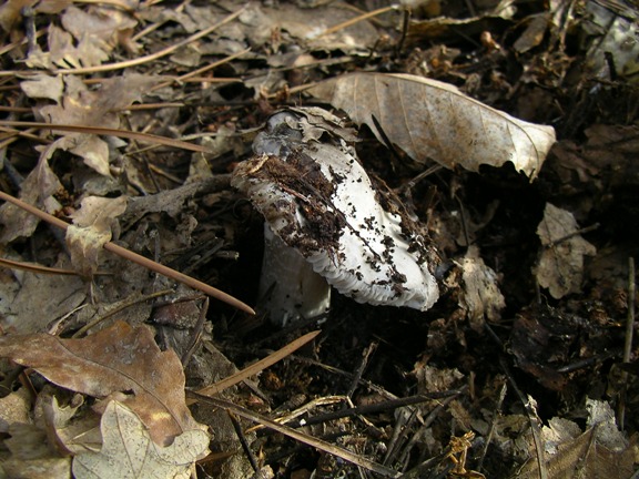Hygrophorus marzuolus