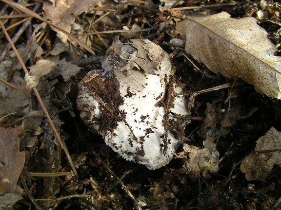 Hygrophorus marzuolus