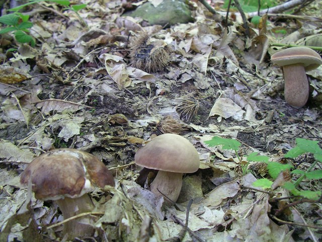 Alcuni scatti dal Casentino