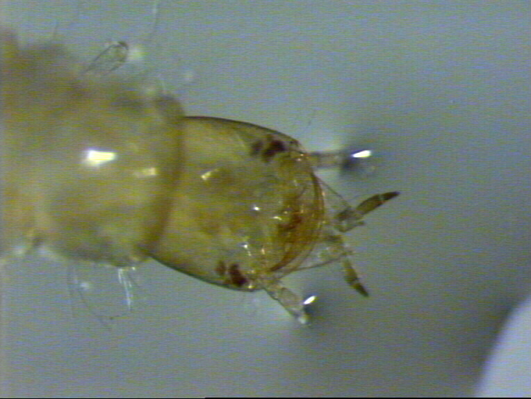 Larva Hydrophilidae...forse!