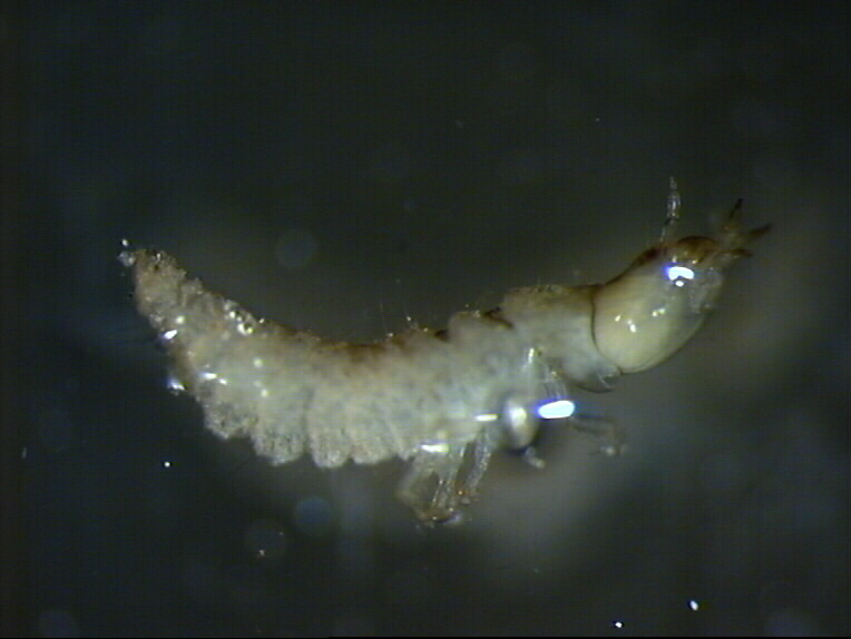 Larva Hydrophilidae...forse!