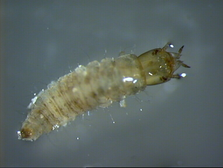 Larva Hydrophilidae...forse!