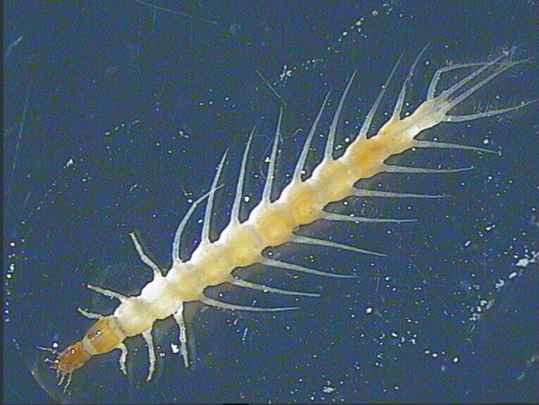 Gyrinidae: larva di Gyrinus sp.