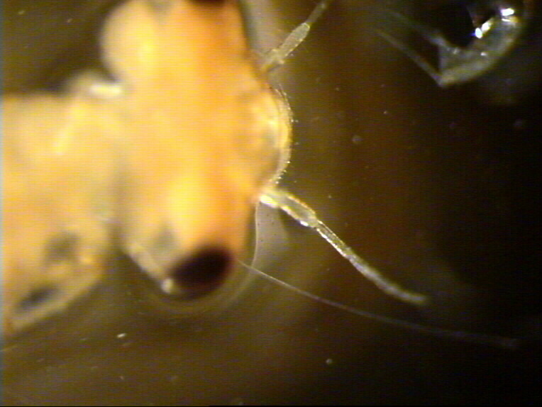 Pyrrhosoma?