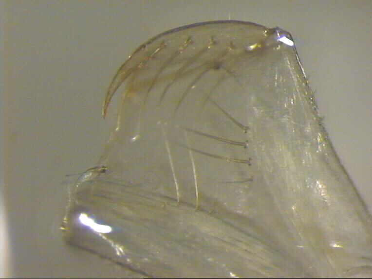 Pyrrhosoma?