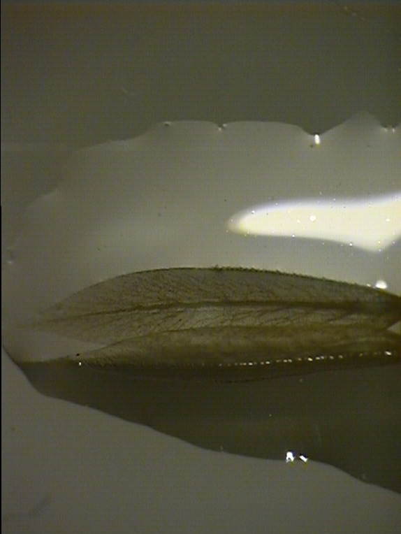 Pyrrhosoma?