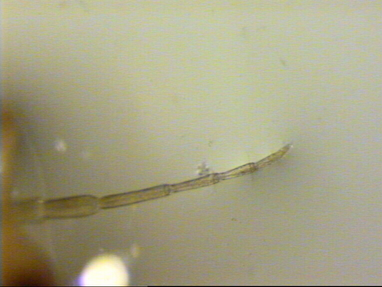 Pyrrhosoma?