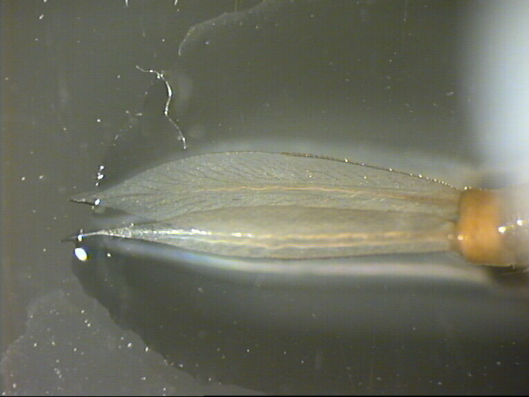 Pyrrhosoma?