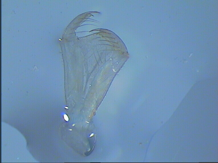 Pyrrhosoma?