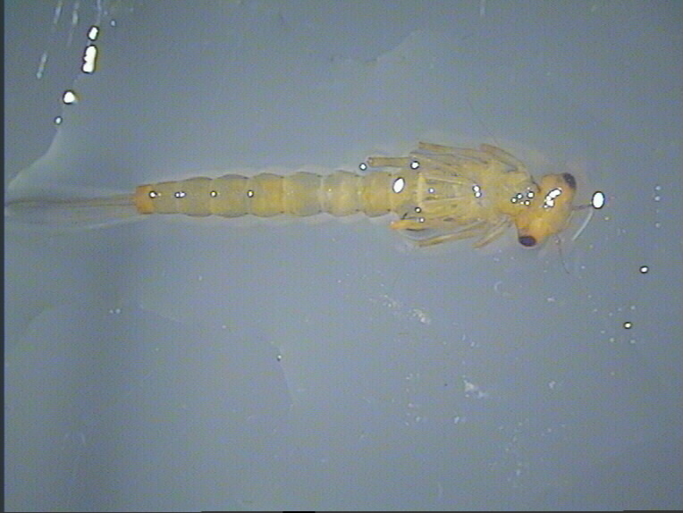 Pyrrhosoma?