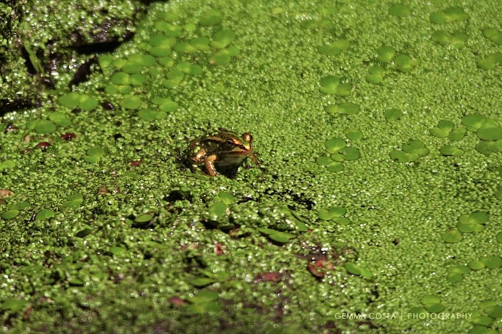 individuazione animale sconosciuto