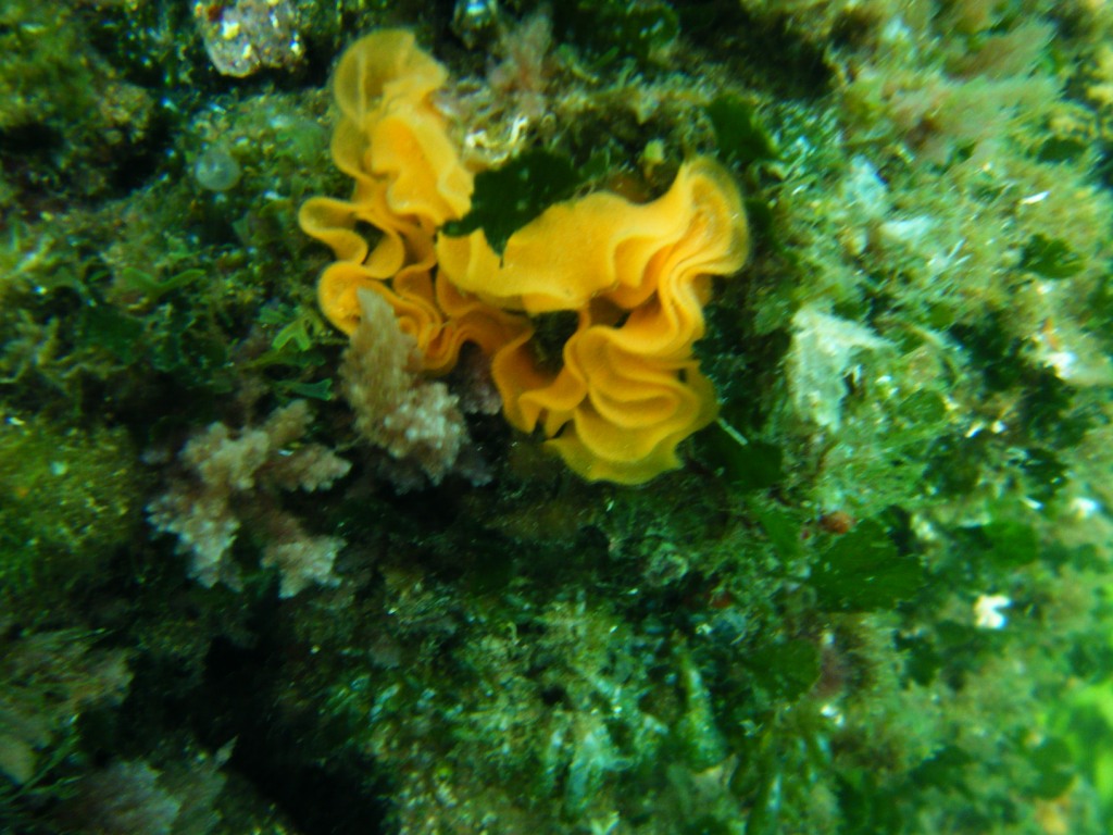uova di nudibranco