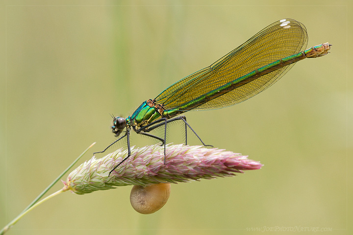 Calopteryx splendens (forma androcroma)