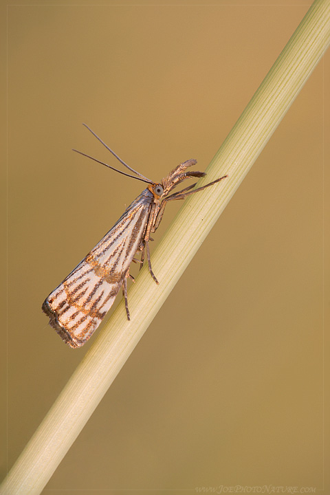 Chrysocrambus sp.