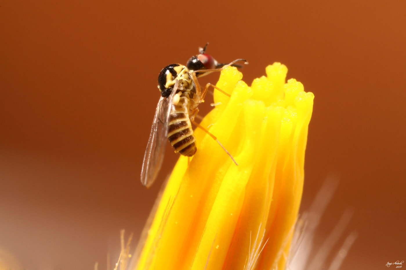 Cephalodromia cf. nitens (Mythicomyiidae)