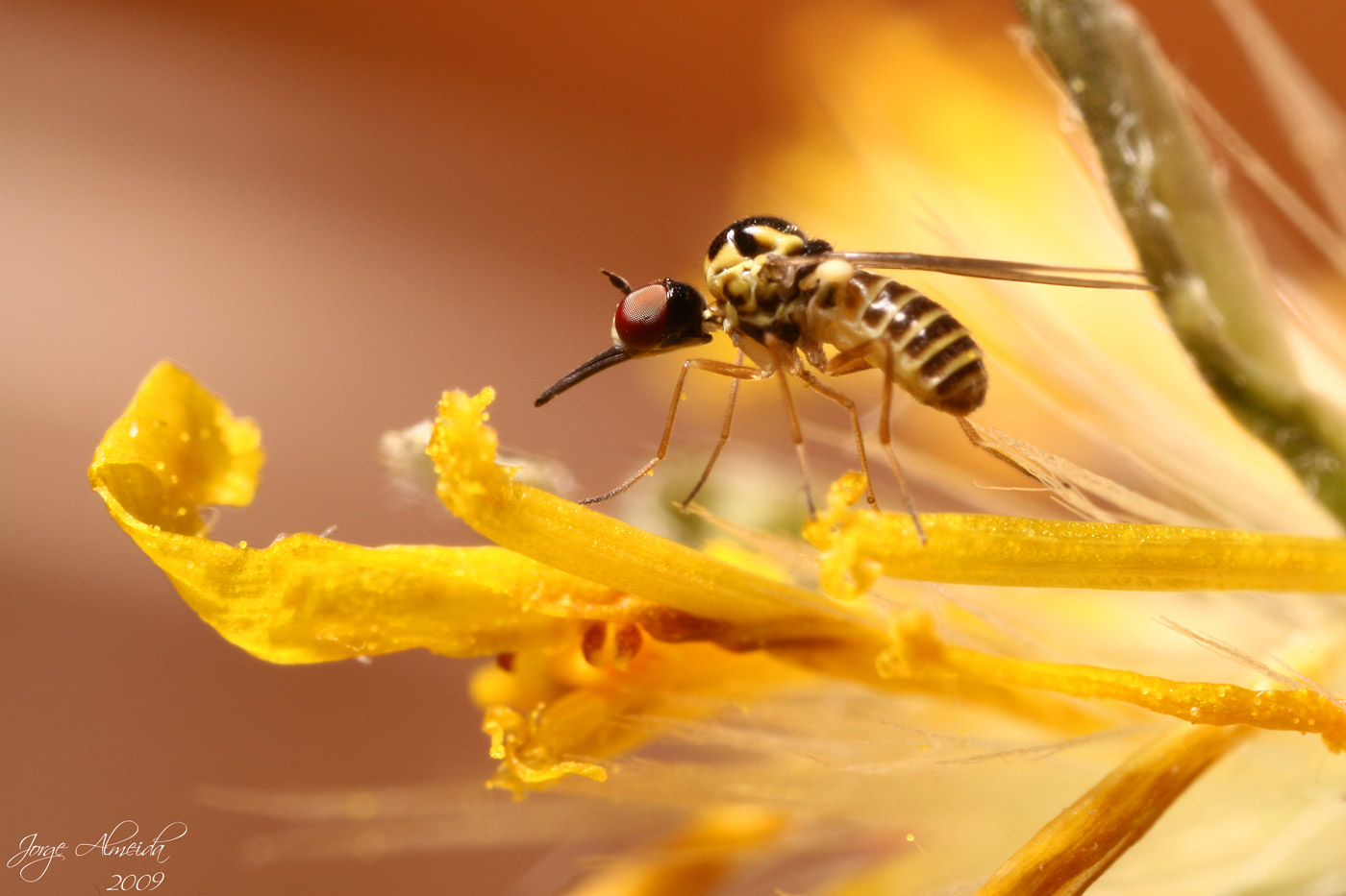 Cephalodromia cf. nitens (Mythicomyiidae)