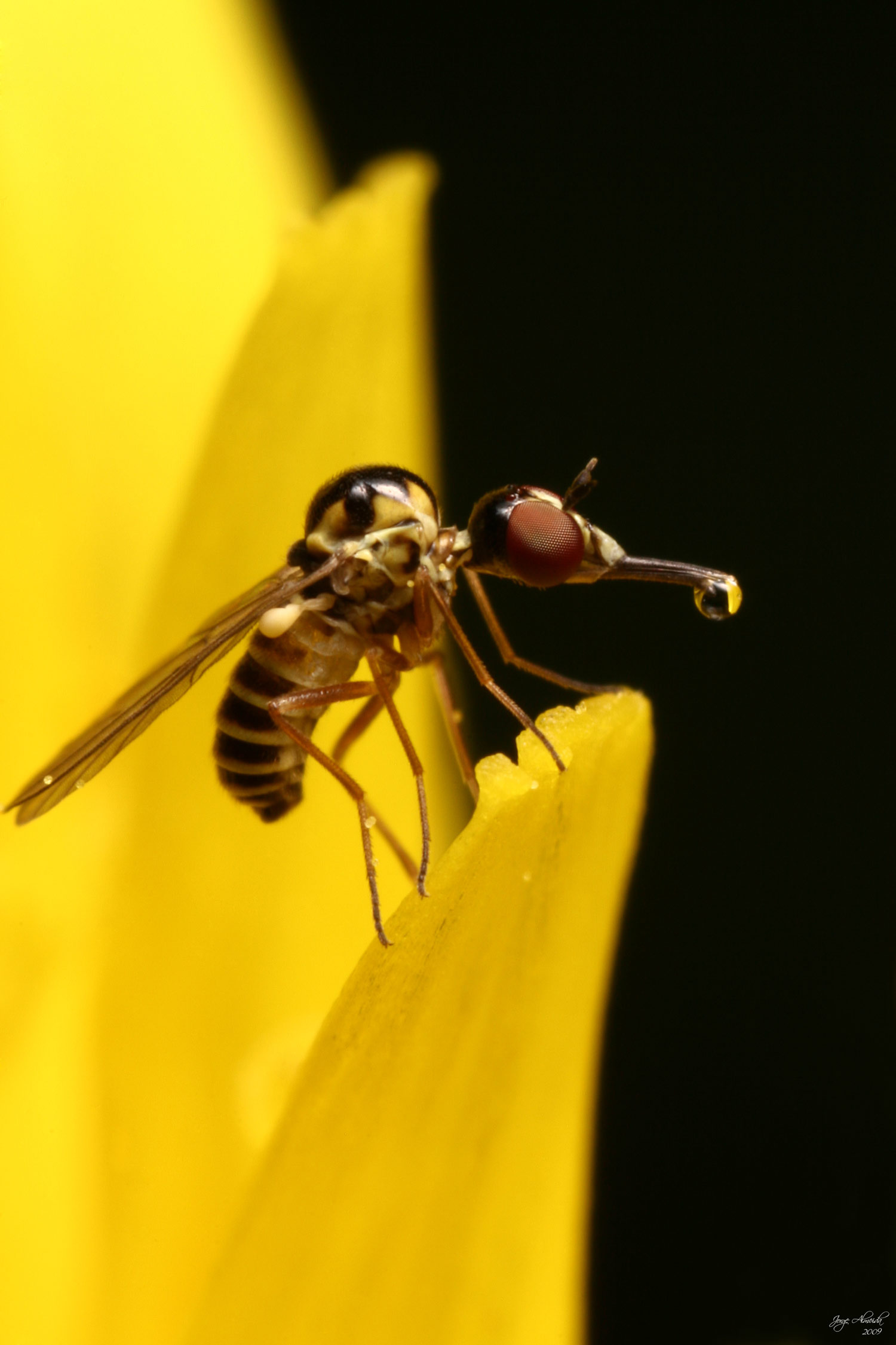 Cephalodromia cf. nitens (Mythicomyiidae)