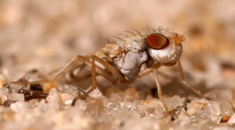 nuove specie per la scienza - Tethina lusitanica (Canacidae)