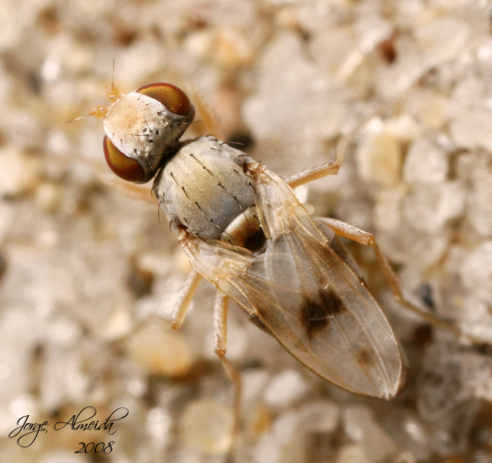 nuove specie per la scienza - Tethina lusitanica (Canacidae)