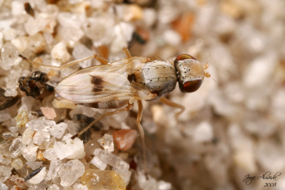 nuove specie per la scienza - Tethina lusitanica (Canacidae)