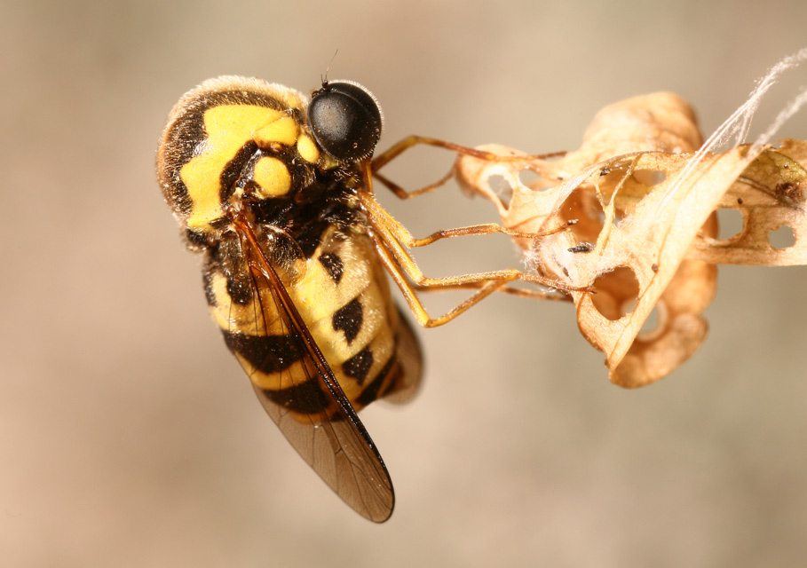 Bella mosca acroceridae. :)