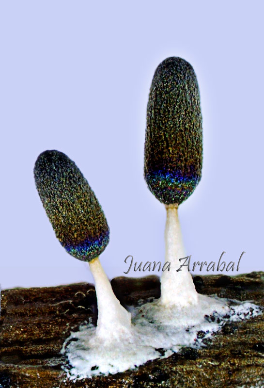 Diachea leucopodia