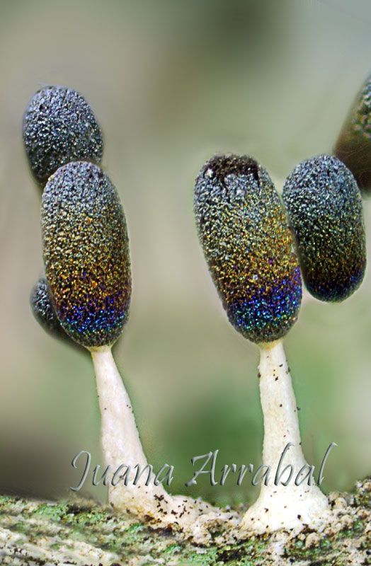 Diachea leucopodia