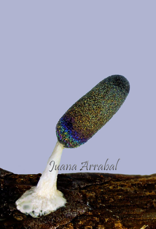 Diachea leucopodia